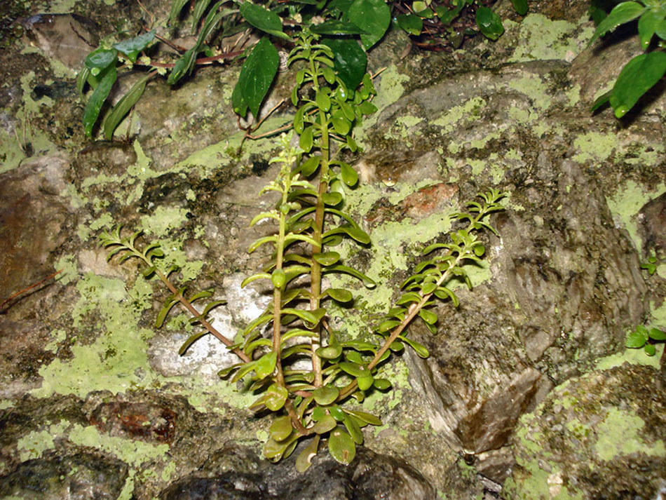 Sedum capaea